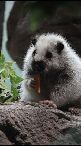 Now at the Primate House, a cloud rat from the Philippines.